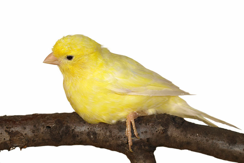 canary resting-on-branch